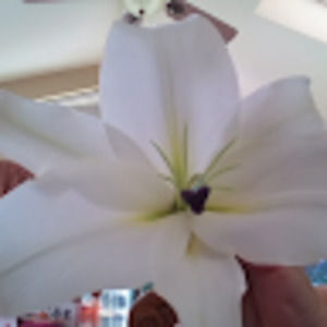 Meet your Posher, Lacey